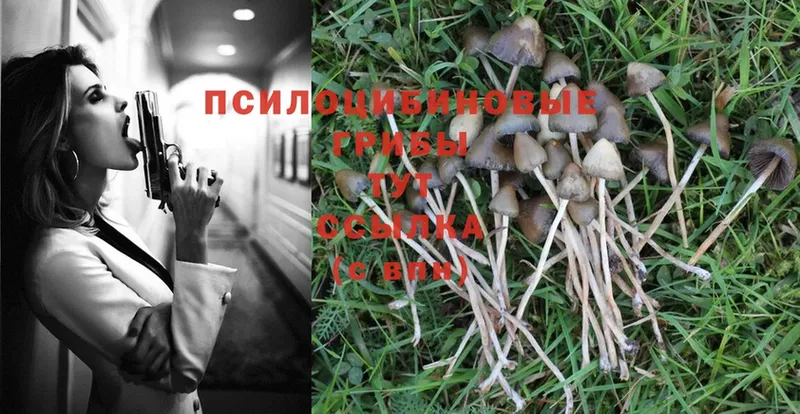 Псилоцибиновые грибы Psilocybe  Болохово 